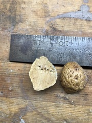 Amphibolips quercuspomiformis