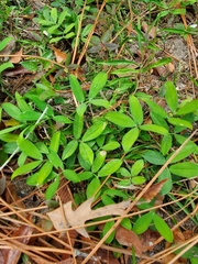 Arachis duranensis