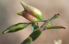 Muraltia muraltioides