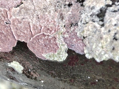 Lithothamnion