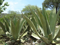 Agave salmiana