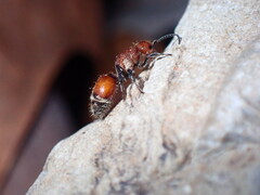 Sphaeropthalminae