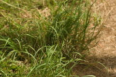Eragrostis tenuifolia