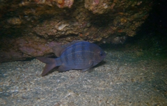 Abudefduf troschelii