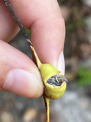 Pemphigus obesinymphae