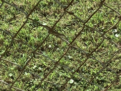 Anolis sagrei