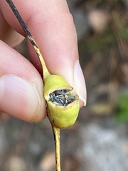 Pemphigus obesinymphae