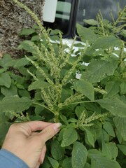Amaranthus hybridus
