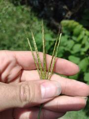 Bothriochloa pertusa