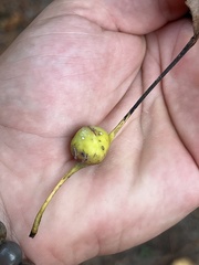 Pemphigus obesinymphae