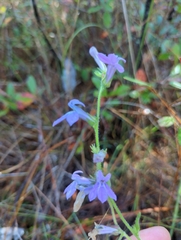 Lobelia reverchonii