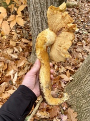 Gymnopilus subspectabilis