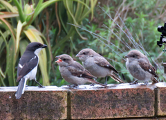 Lanius collaris collaris