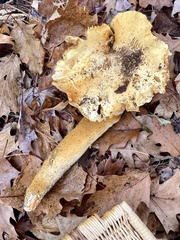 Gymnopilus subspectabilis