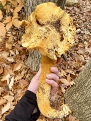 Gymnopilus subspectabilis