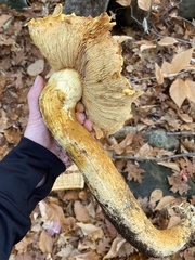 Gymnopilus subspectabilis