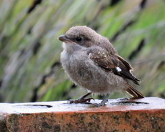 Lanius collaris collaris