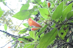 Moussonia jaliscana