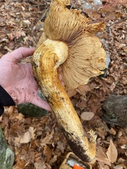 Gymnopilus subspectabilis