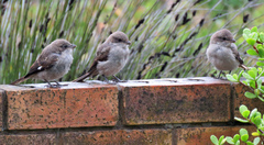 Lanius collaris collaris