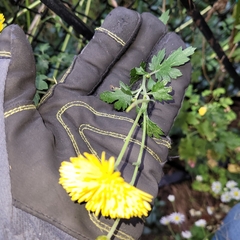 Chrysanthemum morifolium