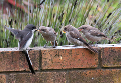 Lanius collaris collaris