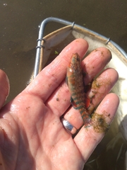 Etheostoma caeruleum