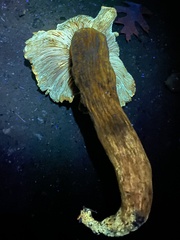 Gymnopilus subspectabilis