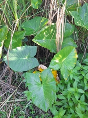 Xanthosoma sagittifolium