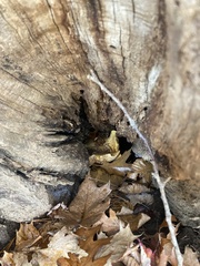 Gymnopilus subspectabilis