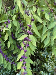 Callicarpa dichotoma