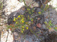 Aspalathus ericifolia