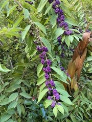 Callicarpa dichotoma