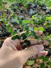 Phyllanthus tenellus