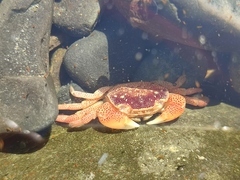 Cyclograpsus punctatus