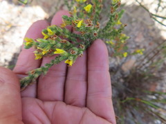 Aspalathus ericifolia
