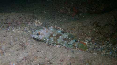 Starry Grouper