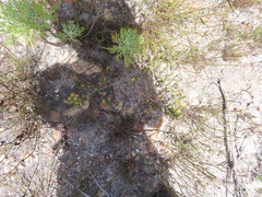 Aspalathus ericifolia