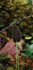Elaphoglossum peltatum
