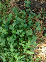 Commelina benghalensis