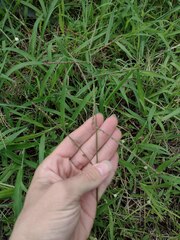 Urochloa arrecta