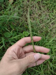Digitaria setigera