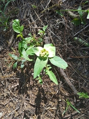 Euphorbia schiedeana