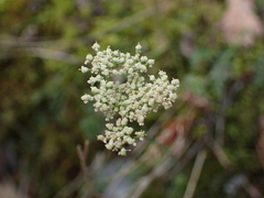 Seseli montanum