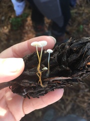 Strobilurus conigenoides