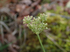 Seseli montanum