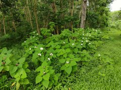 Clerodendrum chinense
