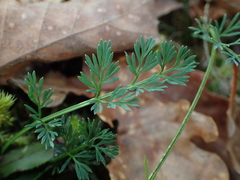 Seseli montanum
