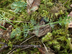 Seseli montanum