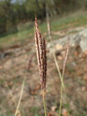Bothriochloa ischaemum